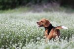 Beagle Dog Stock Photo