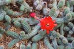 Cactus Flower Stock Photo