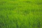 Open Field With Green Grass Stock Photo