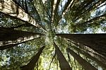 Redwood Forest Stock Photo