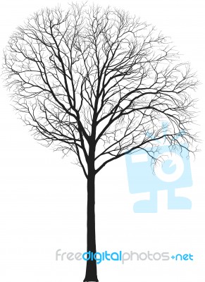 Maple, Tall Tree, Latin Acer Stock Image