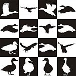 Black And White Background With Mallards Stock Photo