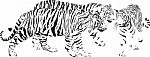 Three Tigers, Latin Panthera Tigris Tigris stock image